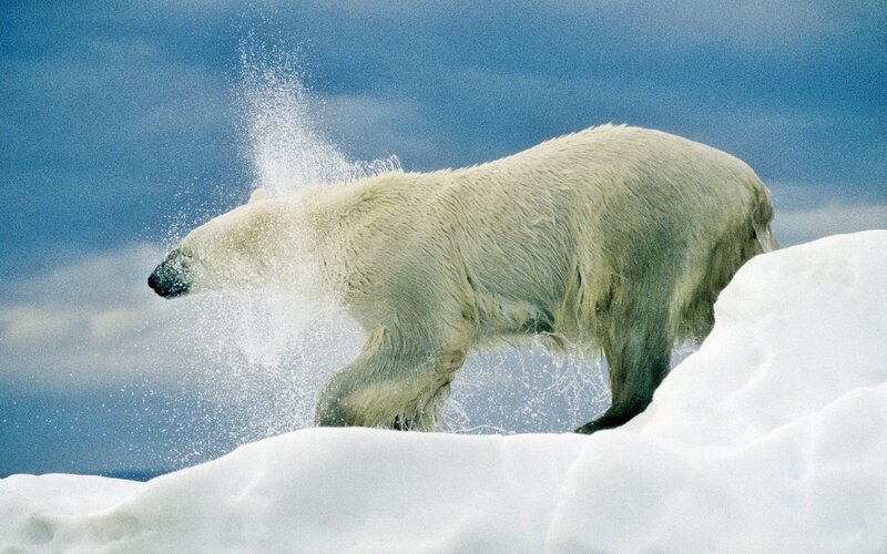 Polar Bear on Ice — White, Dramatic, Winter, Photograph, Snow, Sky