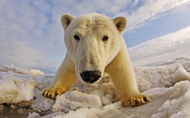 Polar Bear on Ice — White, Dramatic, Winter, Photograph, Snow