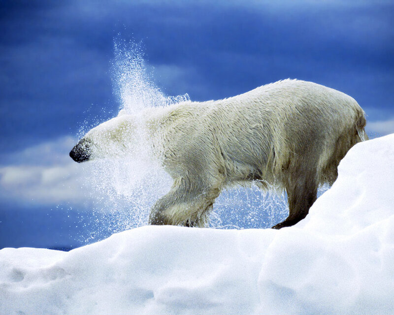 Polar Bear on Ice — White, Dramatic, Winter, Photograph