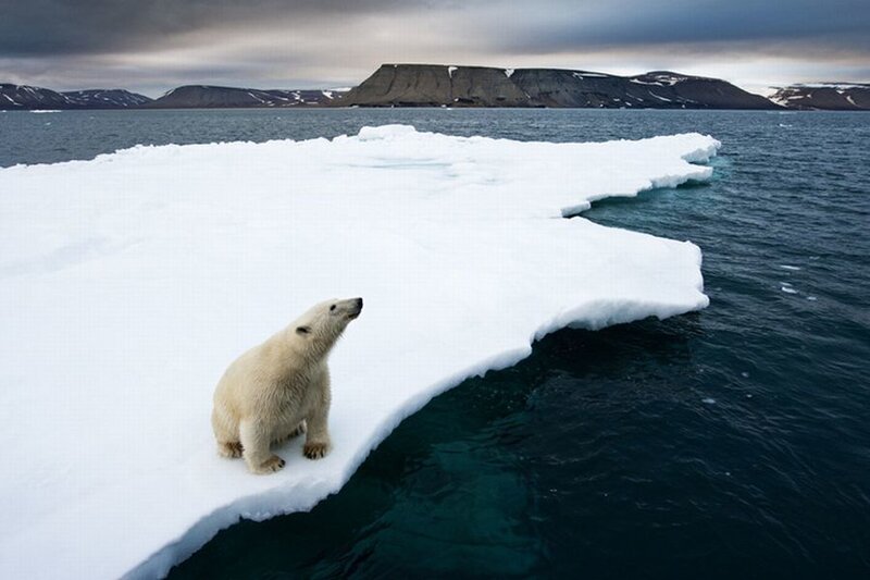Polar Bear on Ice — White, Dramatic, Winter