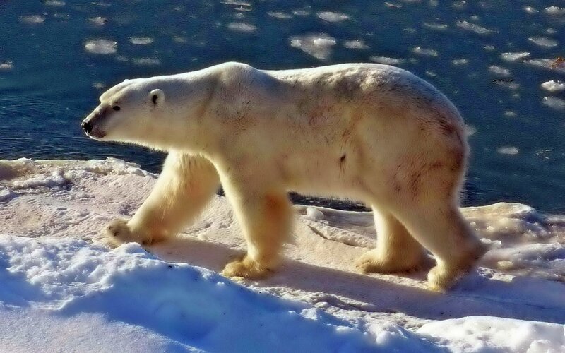Polar Bear on Ice — White, Natural