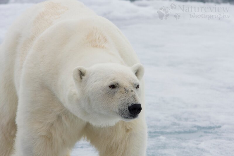 Polar Bear on Ice — White, Neutral
