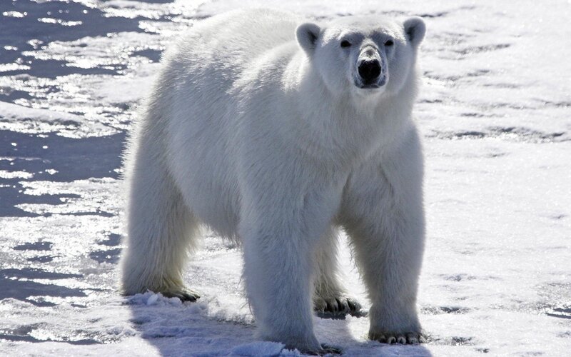Polar Bear on Ice — White, Neutral, Winter