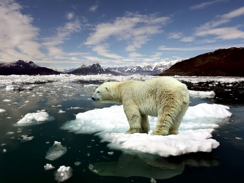 Polar Bear on Ice — White, Serene, Afternoon