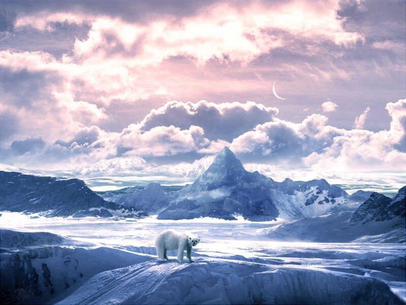 Polar Bear on Ice — White, Serene, Dusk
