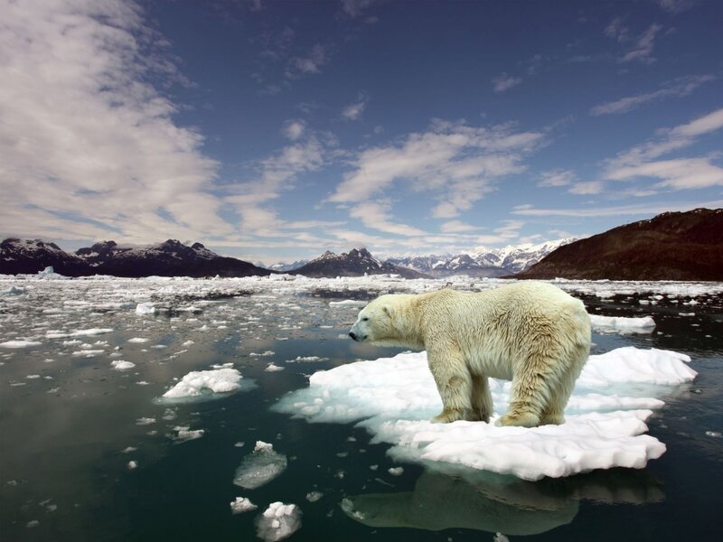 Polar Bear on Ice — White, Serene