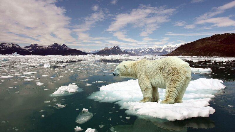 Polar Bear on Ice — White, Serene, Winter, Photograph, Ice Floe, Mountains