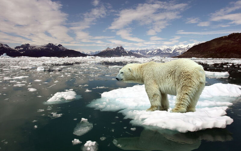 Polar Bear on Ice — White, Serene, Winter, Photograph, Ice Floe