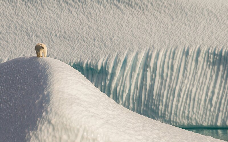 Polar Bear on Ice — White, Serene, Winter, Photograph, Snow, Water