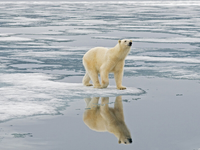Polar Bear on Ice — White, Serene, Winter, Photograph