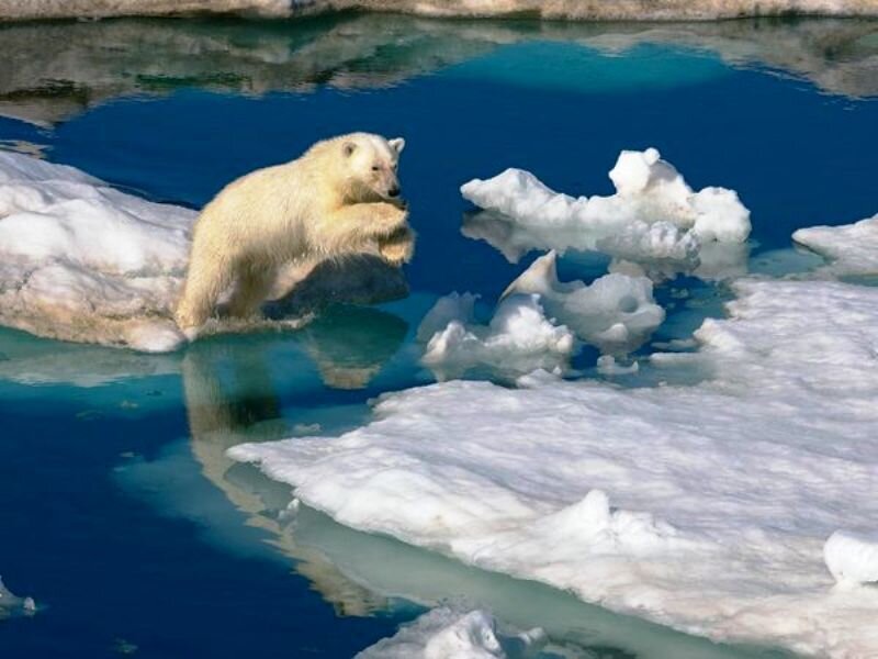 Polar Bear on Ice — White