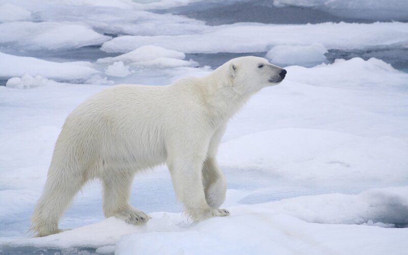 Polar Bear on Ice — White, Water