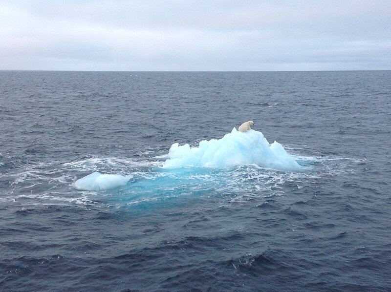 Polar Bear on Iceberg