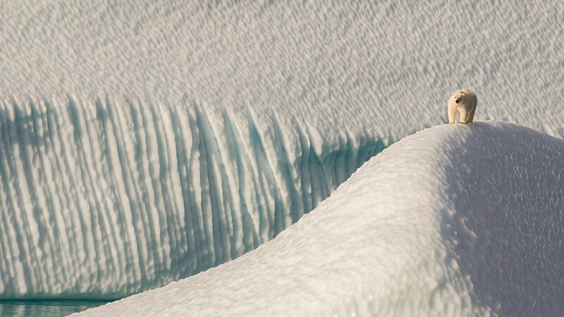 Polar Bear on Iceberg — White