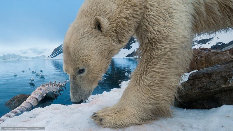 Polar bear on icy shore