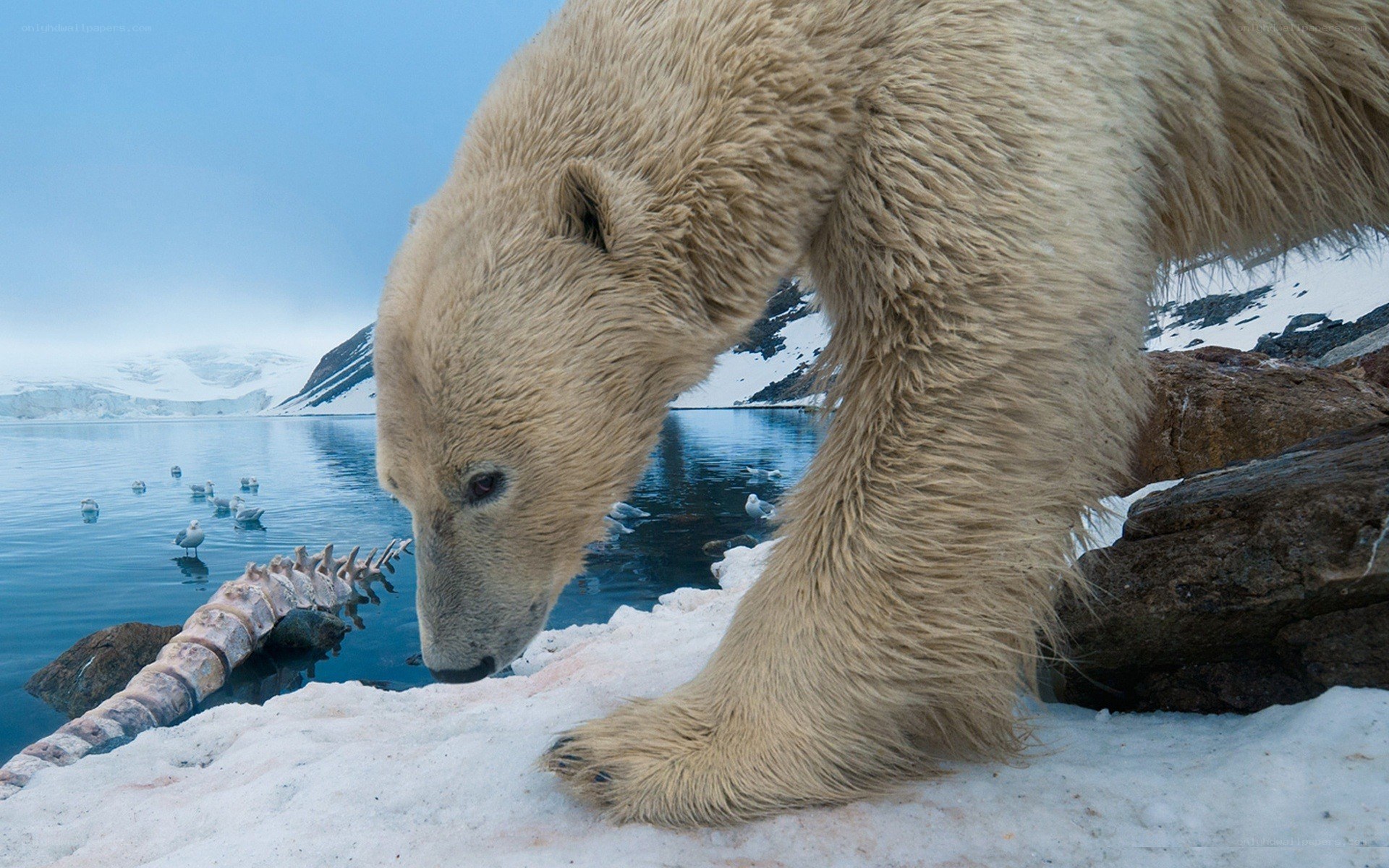 Polar bear on icy shore