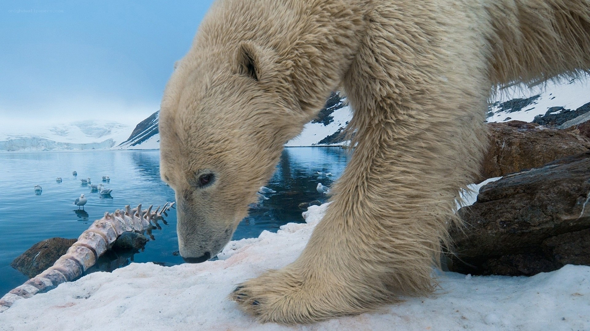 Polar bear on icy shore