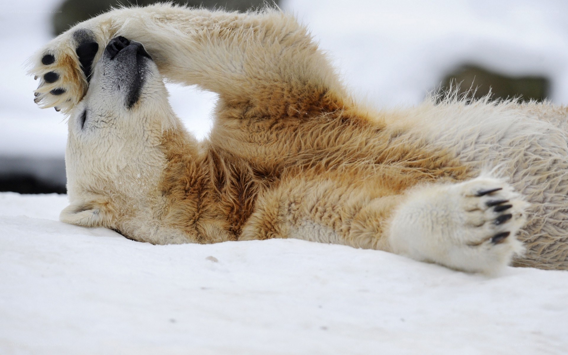Polar bear on its back