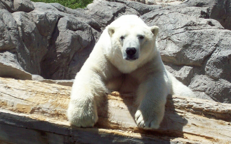Polar Bear on Log