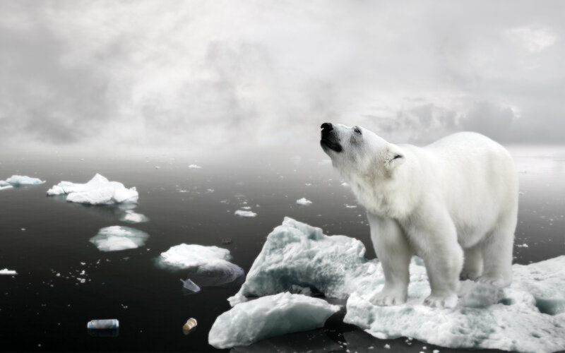 Polar bear on melting ice