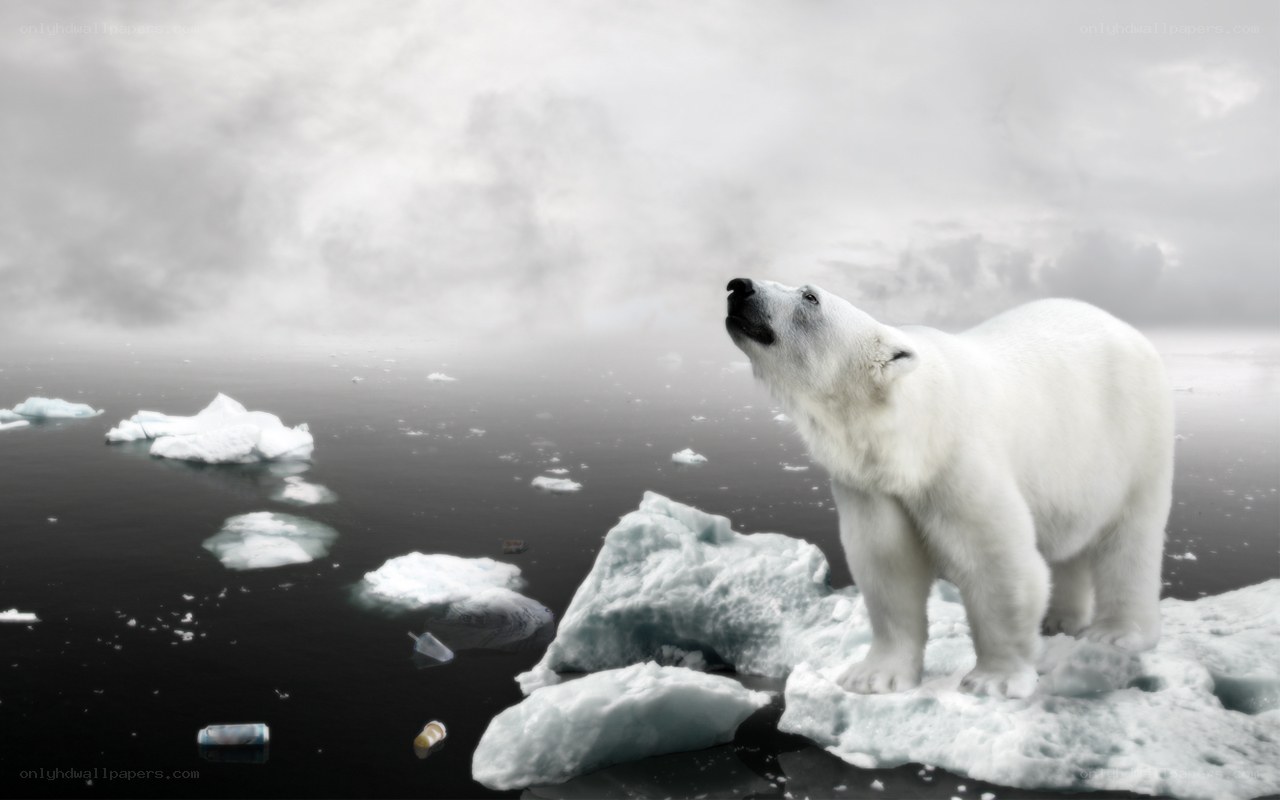 Polar bear on melting ice