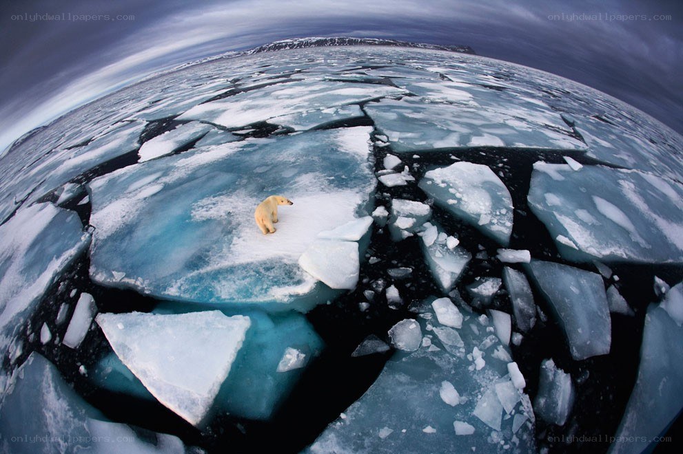 Polar bear on melting ice