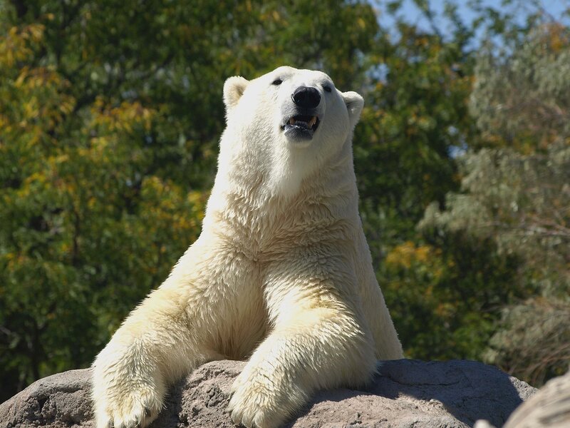 Polar Bear on Rock — White, Calm