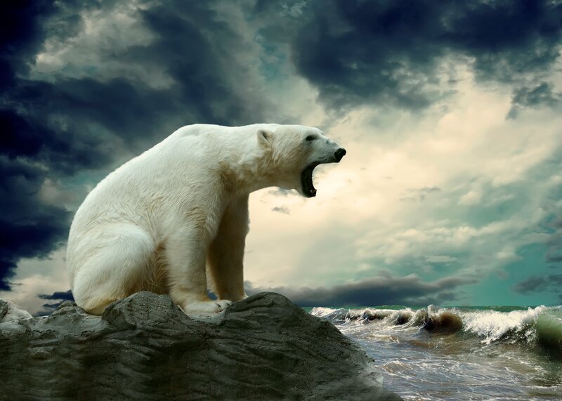 Polar Bear on Rock — White, Dramatic, Photograph, Ocean, Clouds