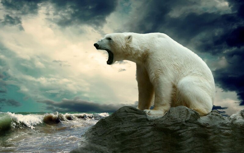 Polar Bear on Rock — White, Dramatic, Photograph, Ocean