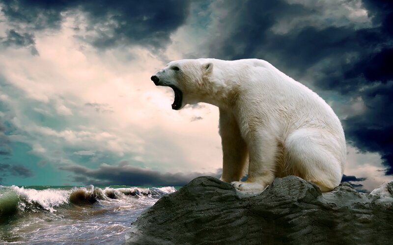 Polar Bear on Rock — White, Dramatic, Photograph