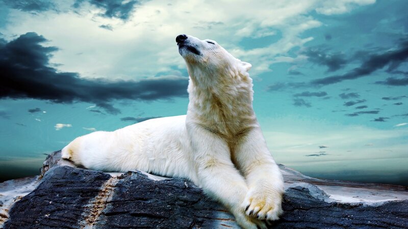 Polar Bear on Rock — White, Dramatic
