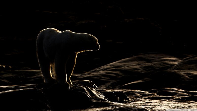 Polar Bear on Rocks — Black