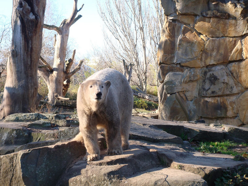 Polar Bear on Rocks — Brown
