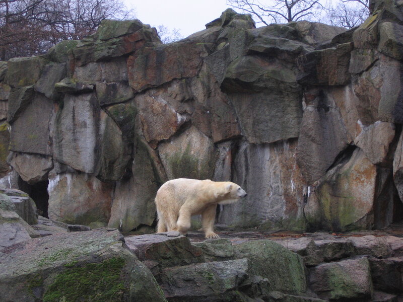 Polar Bear on Rocks