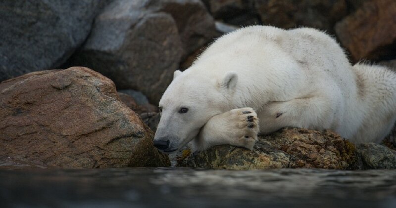 Polar Bear on Rocks — White, Calm, Photograph