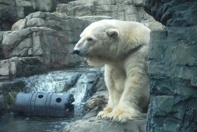 Polar Bear on Rocks — White, Calm