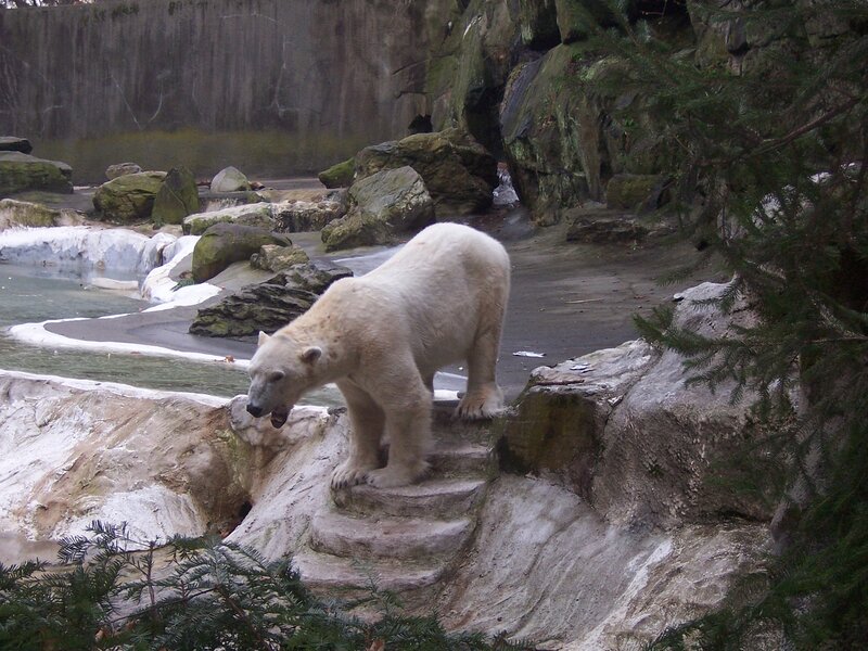 Polar Bear on Rocks — White, Calm, Winter