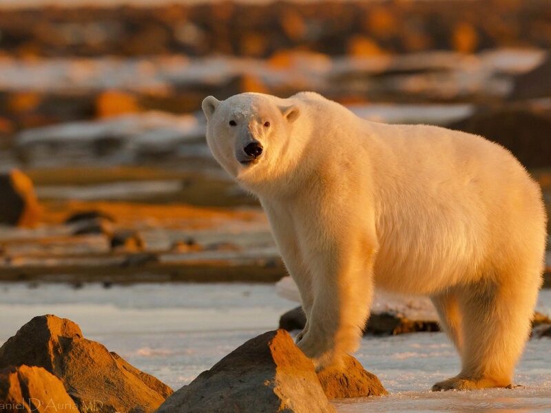 Polar Bear on Rocks — White, Dramatic