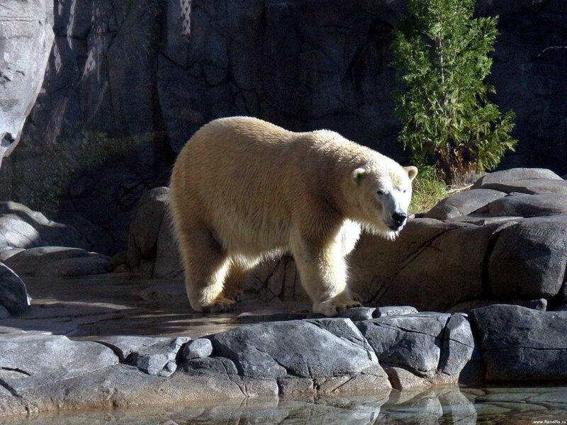 Polar Bear on Rocks — White