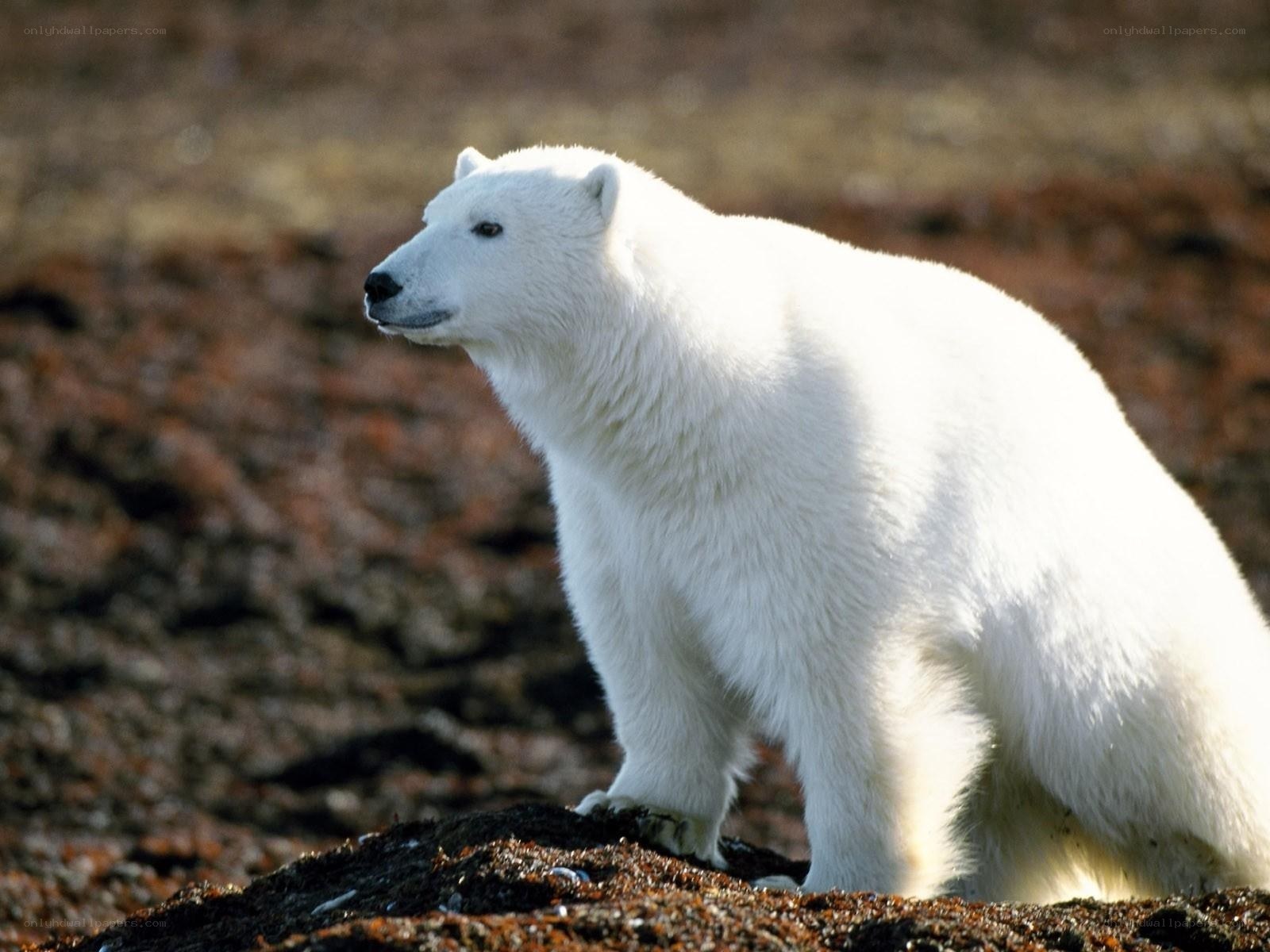 Polar bear on rocky ground