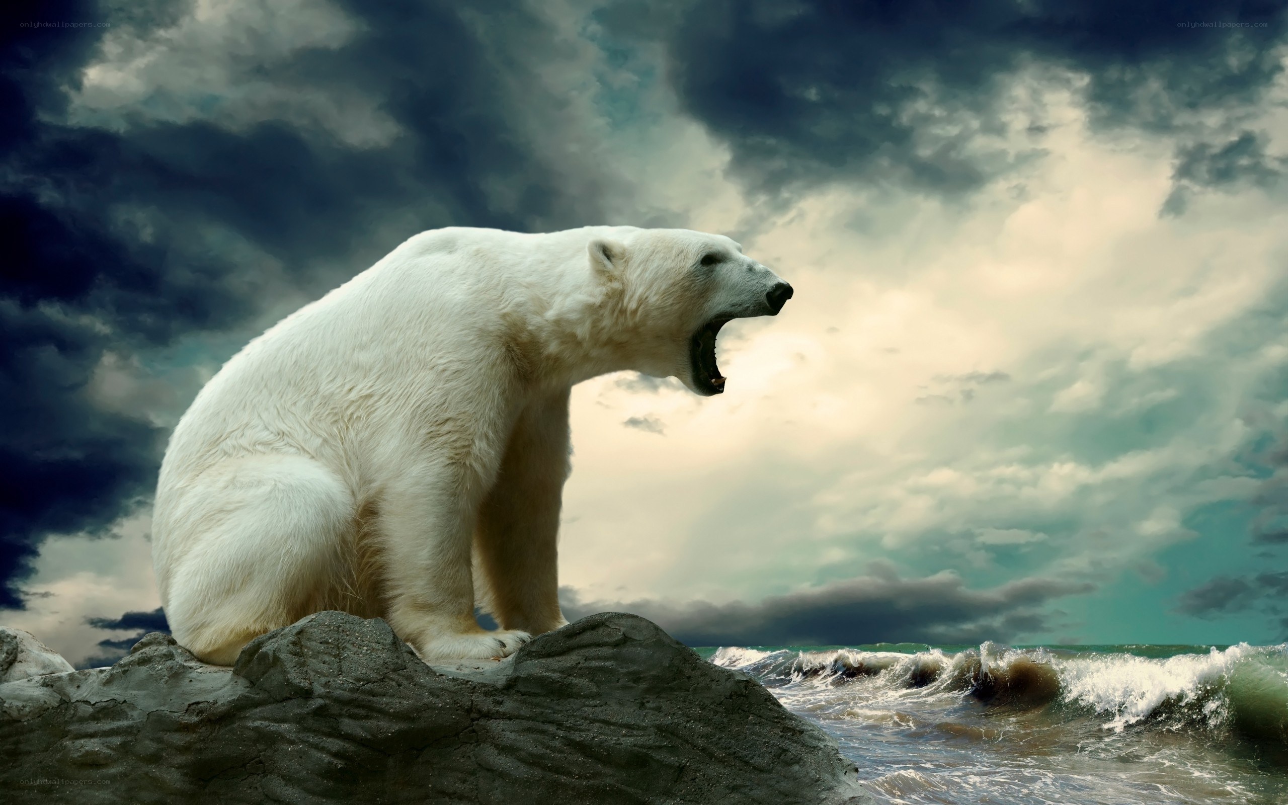Polar bear on rocky shore