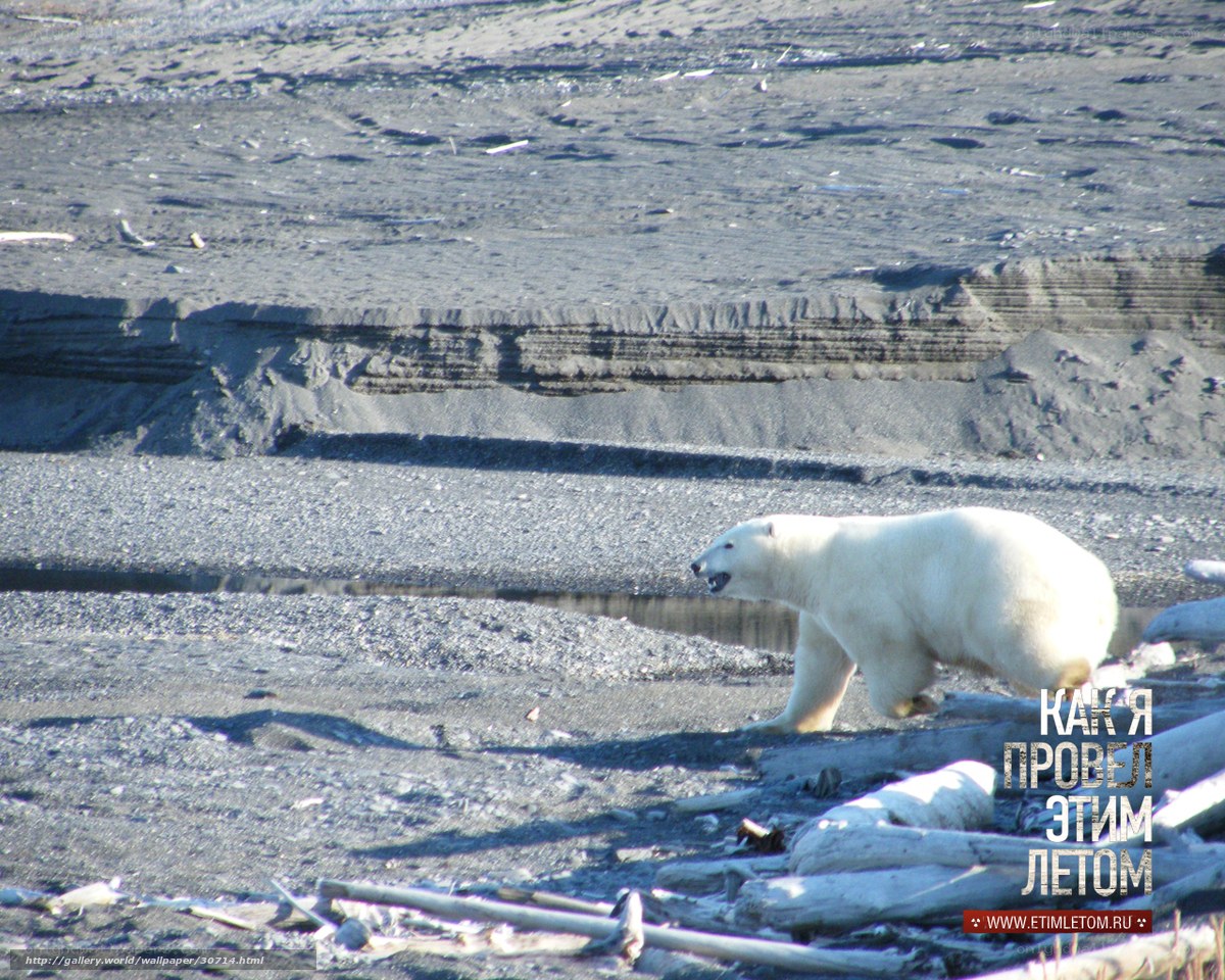 Polar bear on rocky shore