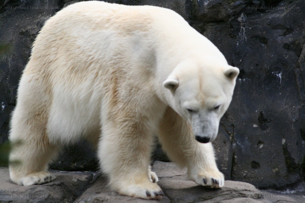 Polar bear on rocky terrain