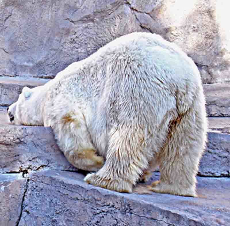Polar bear on rocky terrain
