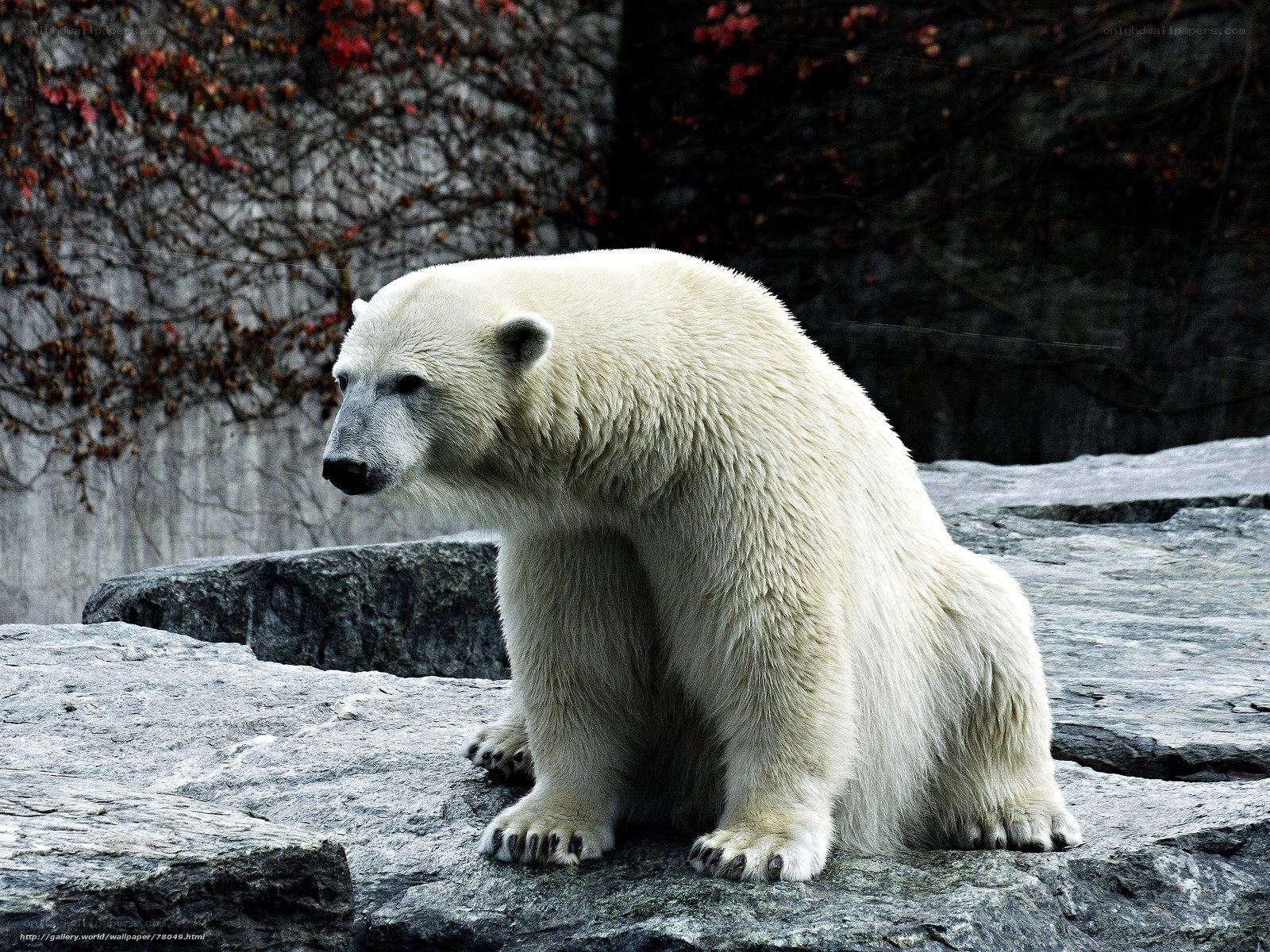 Polar bear on rocky terrain