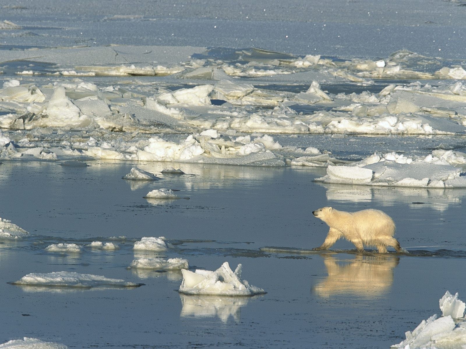 Polar bear on sea ice