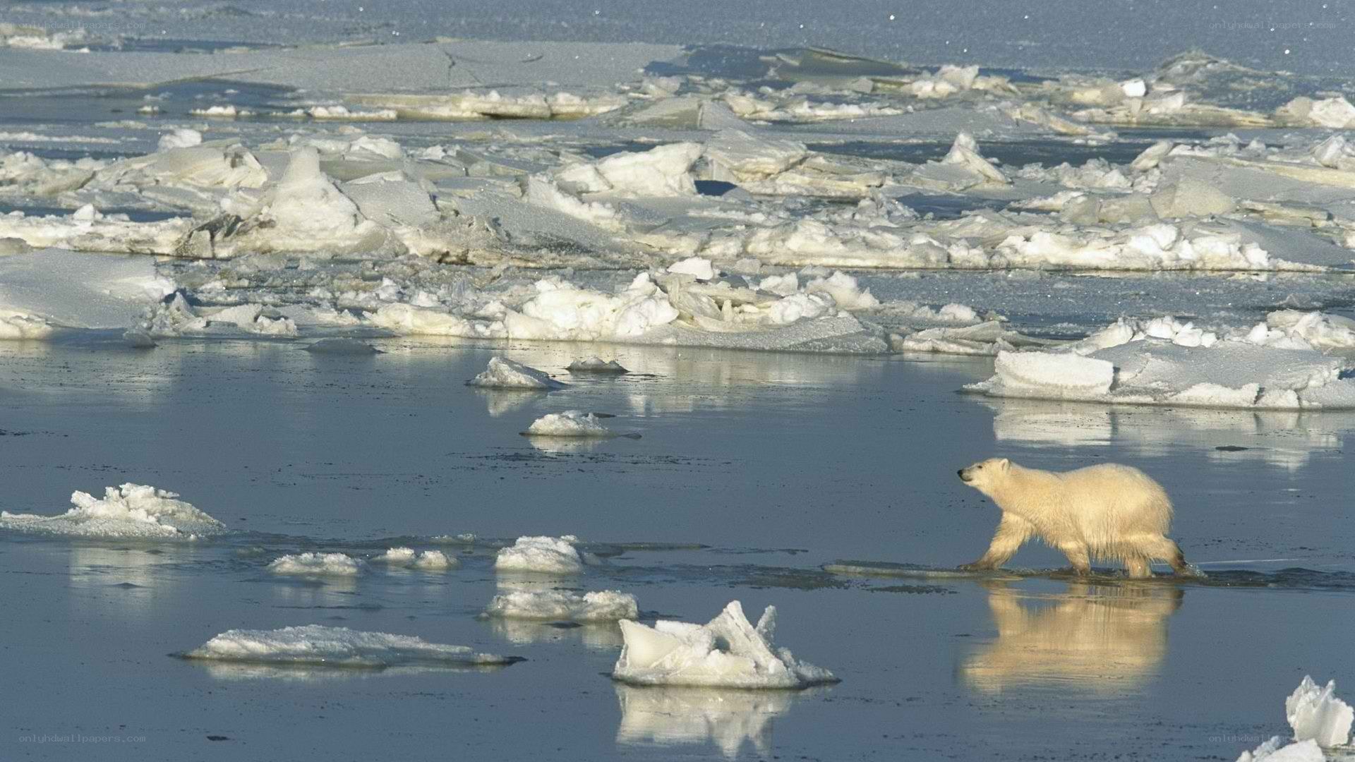 Polar bear on sea ice