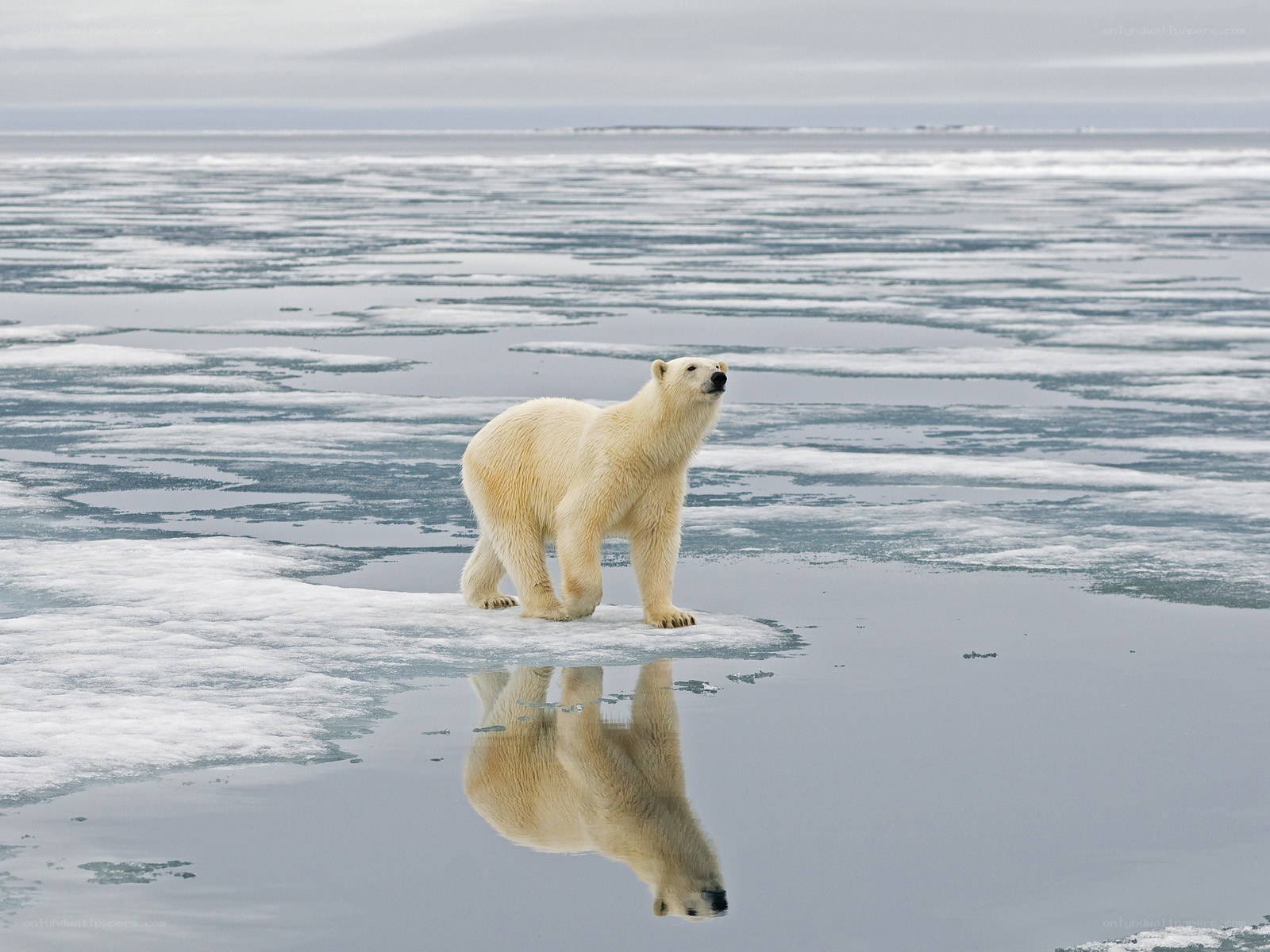 Polar bear on sea ice