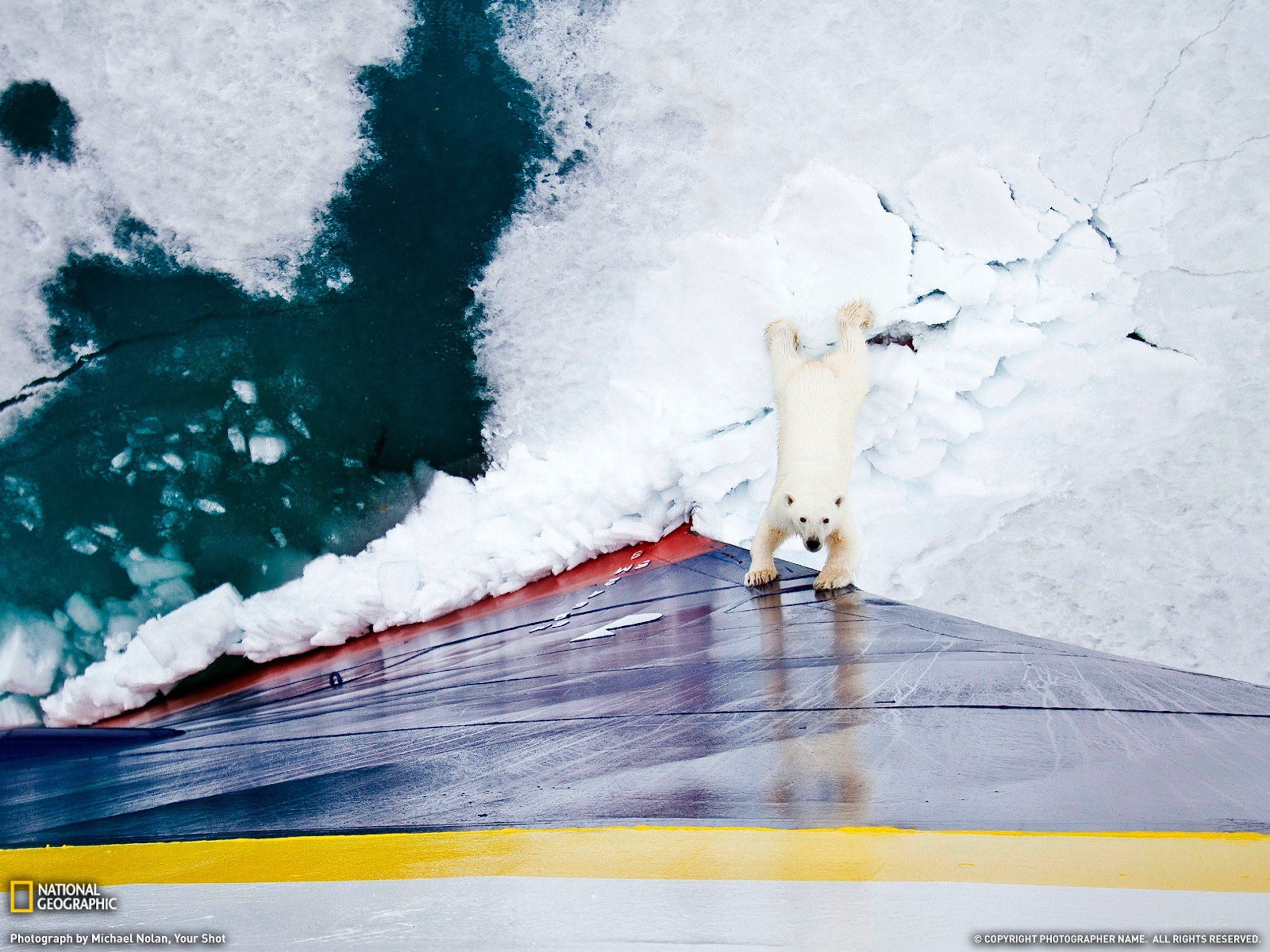 Polar bear on ship deck