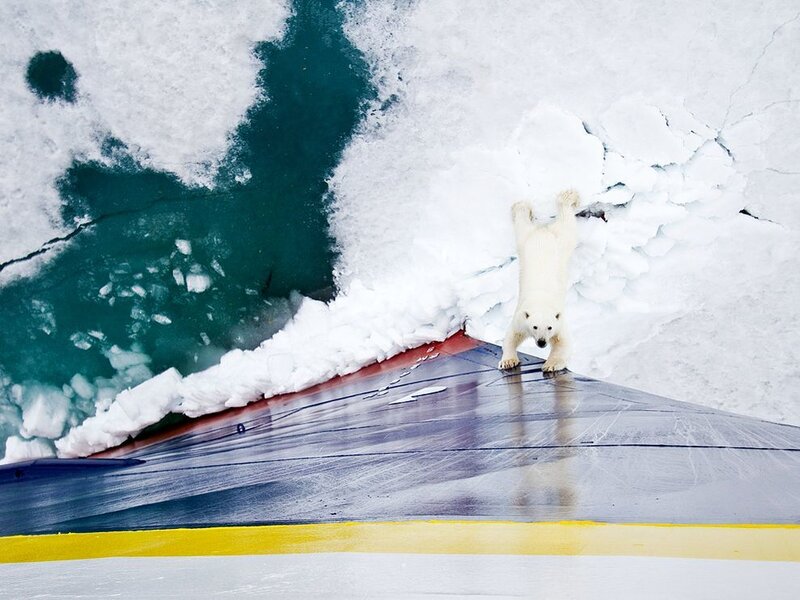 Polar Bear on Ship